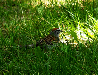 [Sparrow with an orange crown and black stripes across and orange back walks in grass as high as its head.]